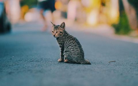 超可爱小猫图片高清手机壁纸第3张