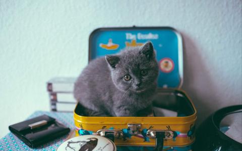 超可爱小猫图片高清手机壁纸第5张