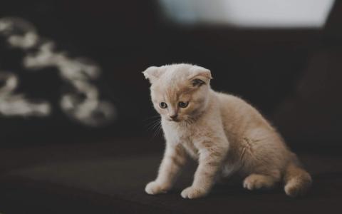 超可爱小猫图片高清手机壁纸第6张