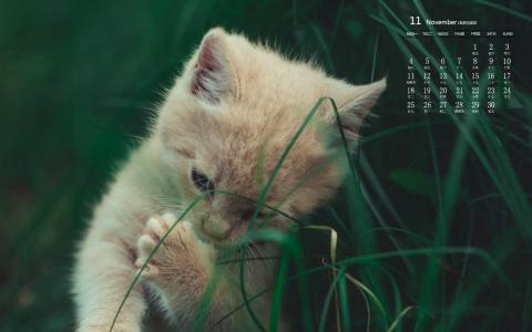 可爱猫咪图片图片 _ 第(2)张