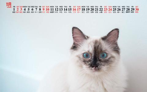 可爱猫咪图片图片 _ 第(3)张