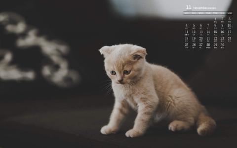 可爱猫咪图片图片 _ 第(7)张