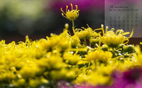 精选菊花图片高清电脑桌面壁纸第1张