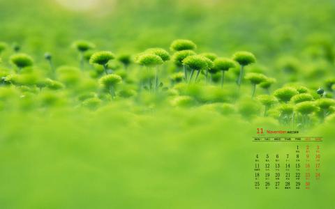 精选菊花图片高清电脑桌面壁纸第2张