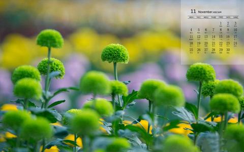 精选菊花图片高清电脑桌面壁纸第4张