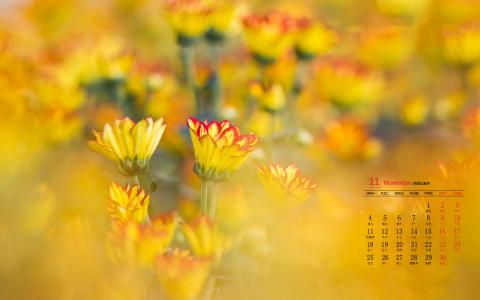 精选菊花图片高清电脑桌面壁纸第5张