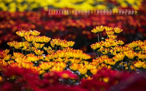 精选菊花图片高清电脑桌面壁纸第6张