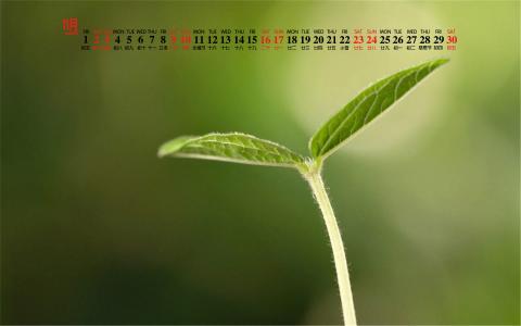 绿色桌面图片 _ 第(8)张
