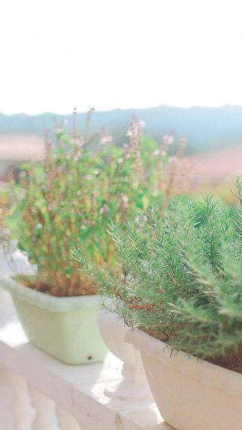 绿色植物图片 _ 第(9)张