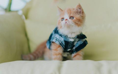 90后性感小猫咪写真第2张