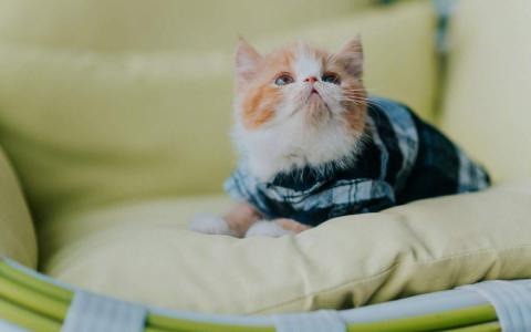 90后性感小猫咪写真第4张