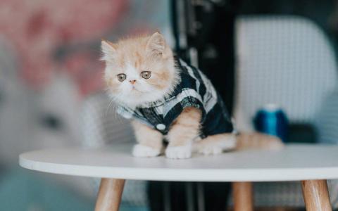 90后性感小猫咪写真第6张