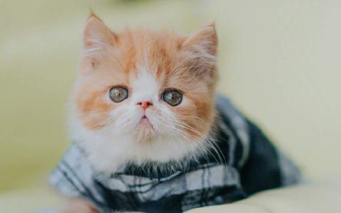 小猫图片 _ 第(9)张