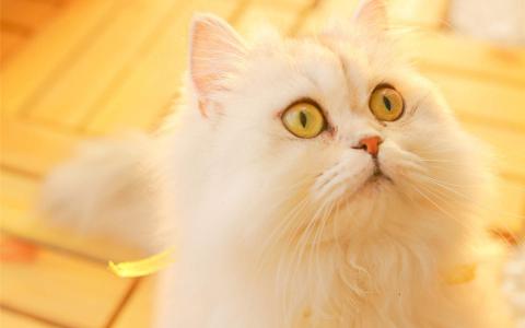 90后性感小猫咪写真第4张