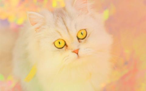 小猫图片 _ 第(8)张