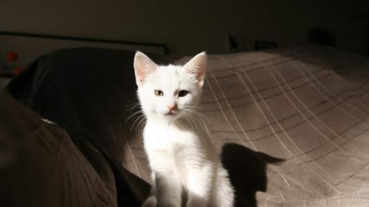 超可爱小猫图片高清手机壁纸第0张