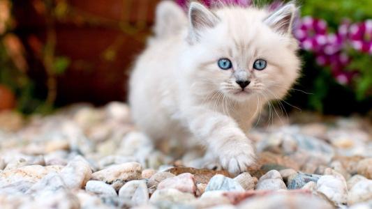 超可爱小猫图片高清手机壁纸第2张