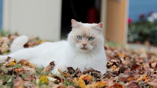 超可爱小猫图片高清手机壁纸第3张