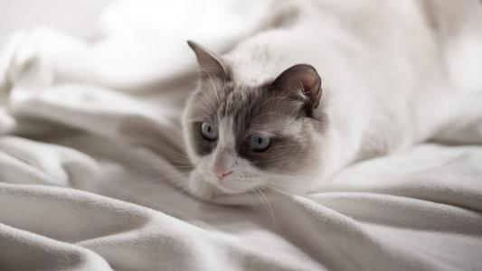 超可爱小猫图片高清手机壁纸第5张