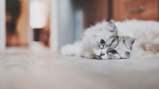 小猫图片 _ 第(9)张