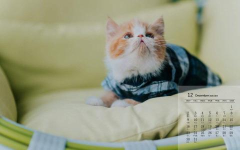小猫图片 _ 第(2)张