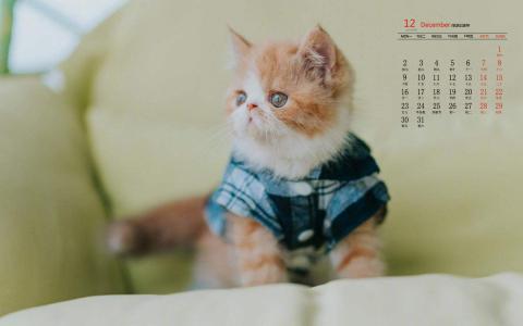 小猫图片 _ 第(6)张
