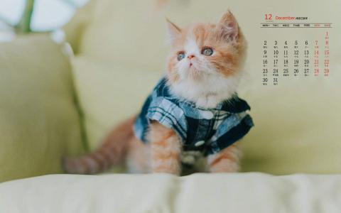 小猫图片 _ 第(7)张