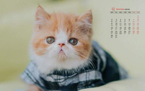 小猫图片 _ 第(8)张