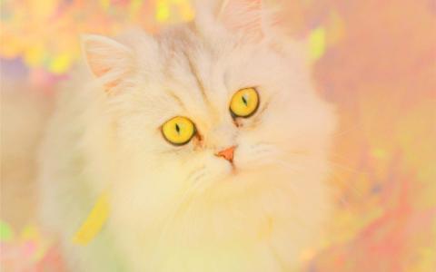 可爱卡通小猫咪高清图片手机壁纸第3张
