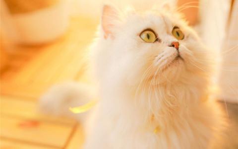 可爱卡通小猫咪高清图片手机壁纸第5张