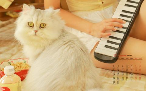 小猫图片 _ 第(2)张