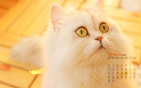 小猫图片 _ 第(3)张