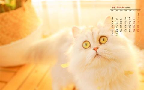 小猫图片 _ 第(5)张