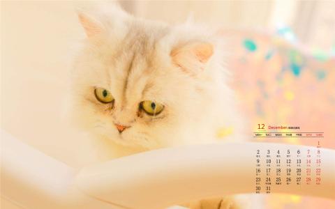 小猫图片 _ 第(8)张