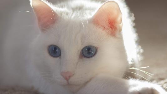 小猫图片 _ 第(3)张