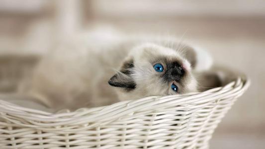 小猫图片 _ 第(4)张