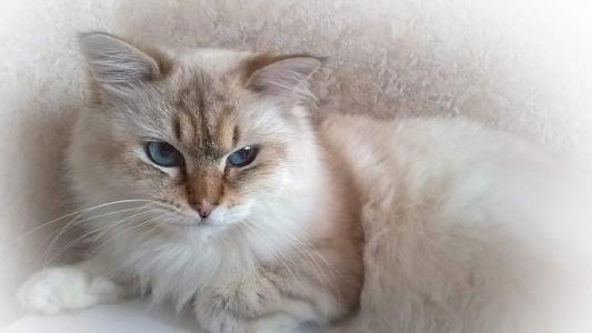 小猫图片 _ 第(5)张