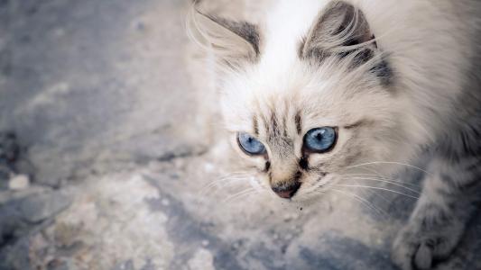 小猫图片 _ 第(7)张