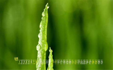 嫩芽图片 _ 第(7)张