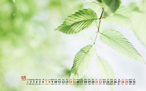 绿色桌面图片 _ 第(8)张