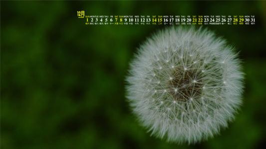 蒲公英小清新桌面壁纸下载第二辑第5张