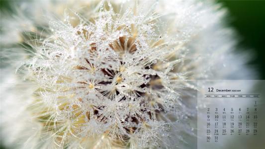 蒲公英小清新桌面壁纸下载第二辑第6张