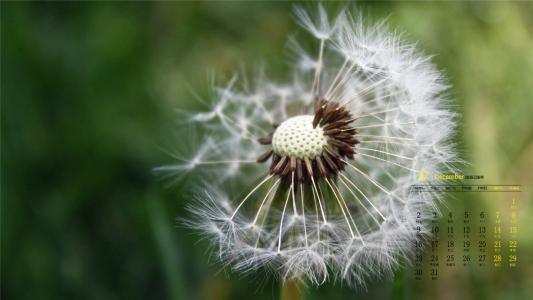 蒲公英图片 _ 第(10)张