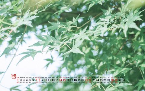清新桌面图片 _ 第(2)张