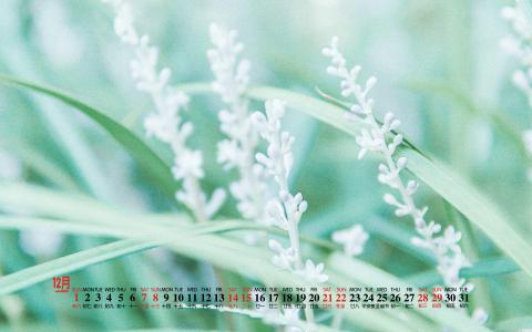 清新桌面图片 _ 第(4)张