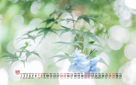 清新桌面图片 _ 第(6)张