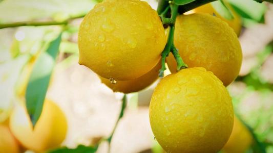 高清水果清香柠檬高清桌面壁纸第1张