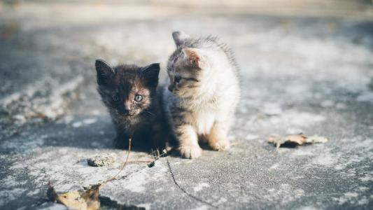 90后性感小猫咪写真第0张