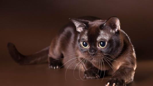 90后性感小猫咪写真第3张