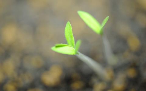 嫩芽图片 _ 第(9)张